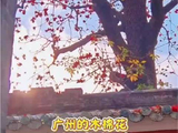 广州木棉盛放周深献唱共赏岭南春色