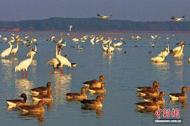 2月22日，江西鄱阳湖国家级自然保护区，大批候鸟栖息于此。王小龙 摄