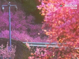 重庆佛图关公园列车穿行花海，肖战歌声伴春日美景