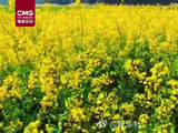 福建古田油菜花绽放，马嘉祺献唱共赴春日之约