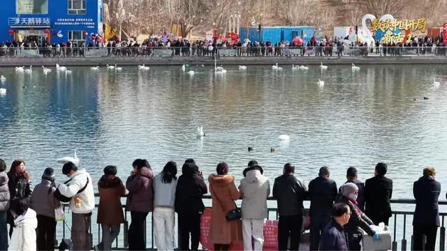 游客在杜鹃河观赏天鹅 （央广网发 马占芳 摄）