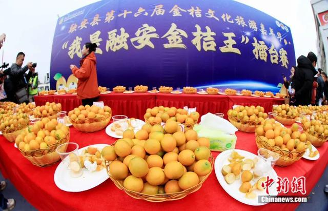 图为融安县举办金桔文化旅游嘉年华。陈梅 摄