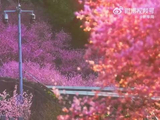 重庆佛图关公园列车穿行花海，肖战歌声伴美景