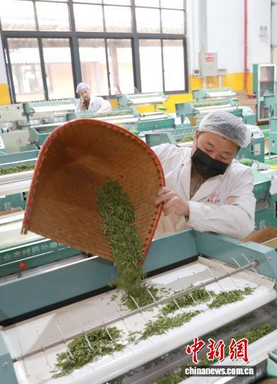 图为工人在加工三江早春茶。龚普康 摄