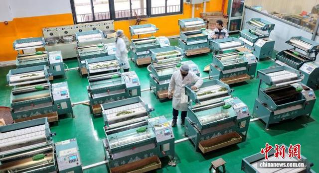 图为三江早春茶加工现场。龚普康 摄