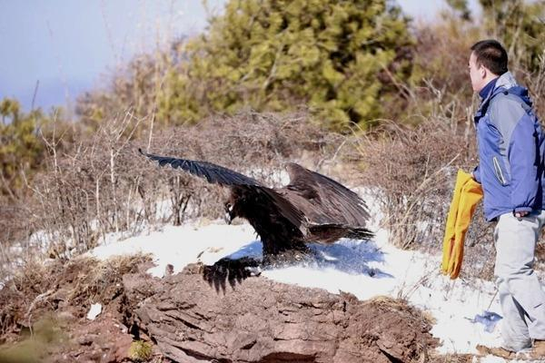 1月8日，陈文科放归国家一级保护动物秃鹫。固原市六盘山林业局供图