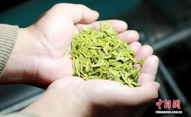 图为三江早春茶。龚普康 摄