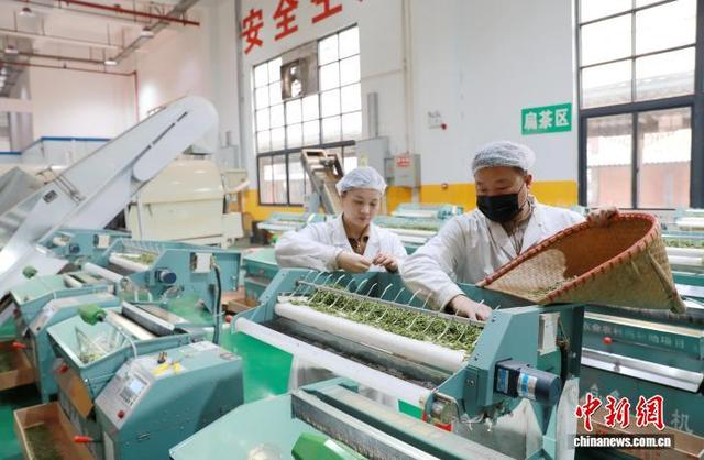 图为工人在加工三江早春茶。龚普康 摄