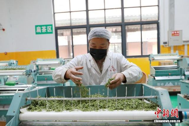 图为工人在加工三江早春茶。龚普康 摄