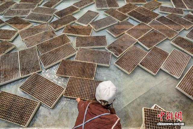 图为村民在毕节市大方县一家农业专业合作社的育苗大棚内搬运育苗漂浮盘。李安连 摄 