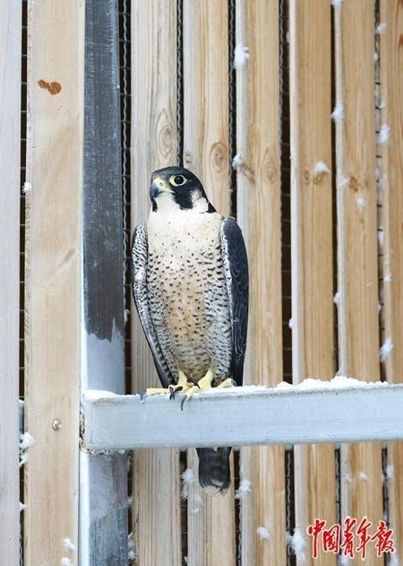 六盘山野生动物收容救护中心收容救助的国家二级保护动物游隼 本文图片除署名外，均由中青报·中青网记者 焦敏龙/摄
