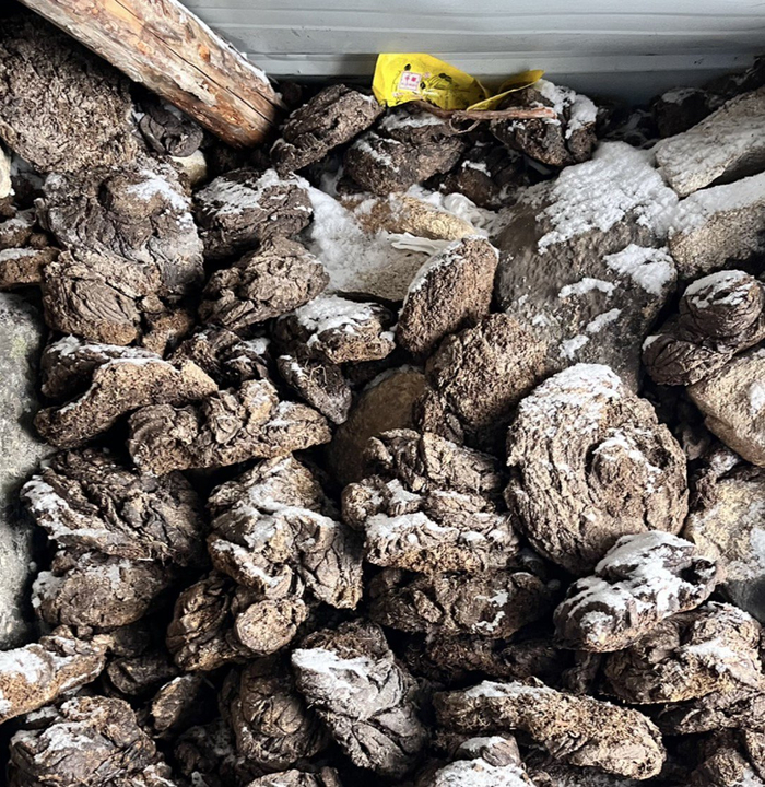 在石屋躲雪时，周悦将牛粪塞进石墙缝隙间御寒。受访者供图