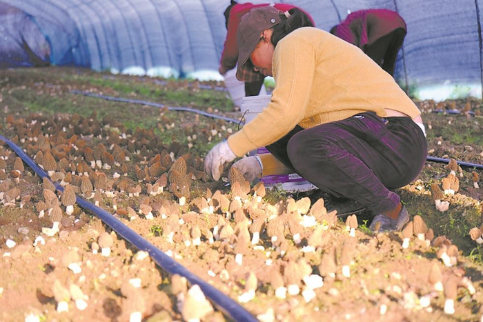     大棚里菇农忙着采收。