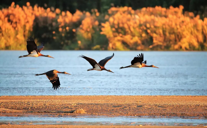 国家一级保护野生动物黑鹳。郑彬 摄