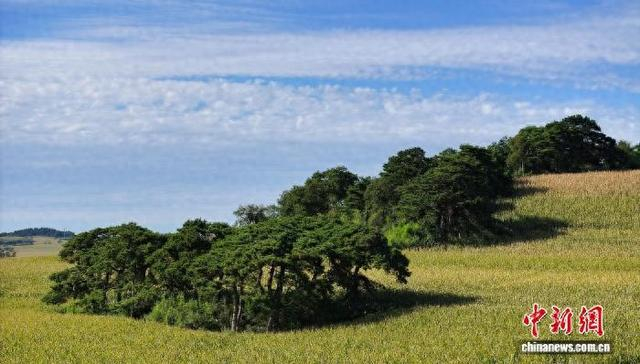 吉林辽源，东丰县拉拉河镇六道村古树群，共46棵黑松，平均年龄144年。赵冷冰 摄