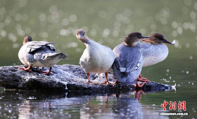 中华秋沙鸭雌性亚成体在水中石头上休息。 赵冷冰 摄