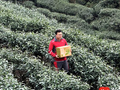 首批早春茶已经抵达？峨眉鲜茶日单量同比增100%