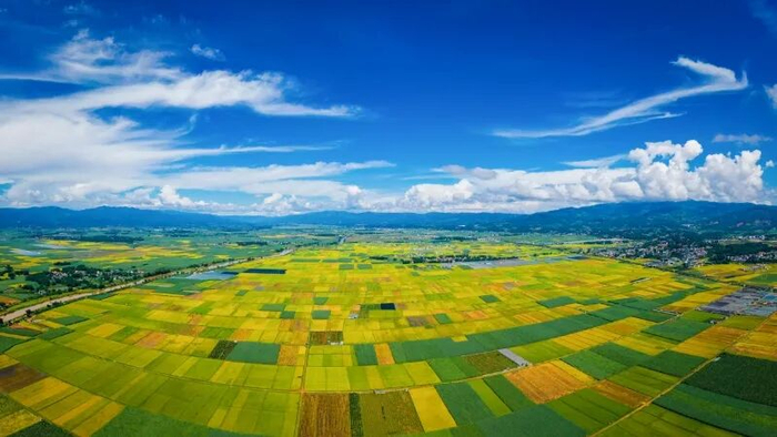 陇川县万亩水稻。段宗智 摄