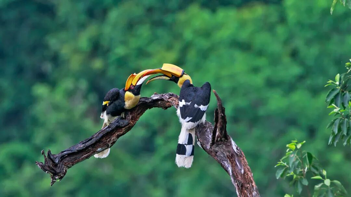 双角犀鸟。王金云 摄