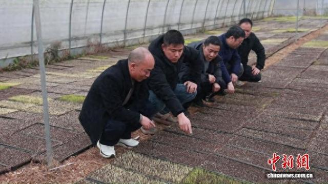 农技专家指导种粮大户 。彭旭 摄