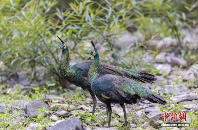 栖息于楚雄州双柏恐龙河州级自然保护区的绿孔雀。王建才 摄