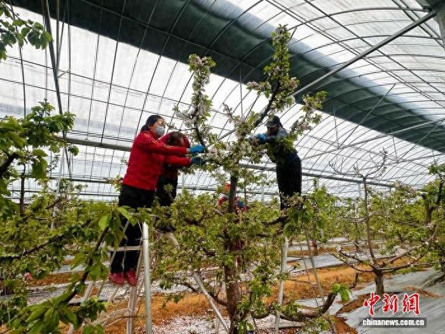 长子县西马村大力发展樱桃特色种植产业。郭媛摄