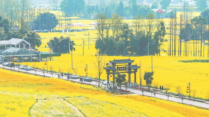     在主会场核心区，围绕花海景观打造的3条总长2.3公里的花海游步道与450米环线栈道已全面建成。崇州融媒供图