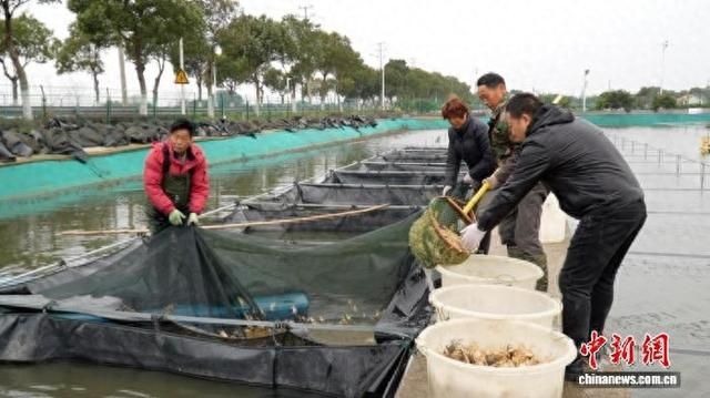 浙江湖州，蟹农在打捞蟹苗。吴明宪 摄