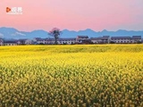 重庆南坪坝油菜花盛放，王一博歌声伴春色