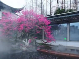 西湖湛碧楼烟雨红梅太绝了