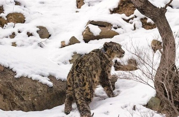 雪豹 贺兰山国家级自然保护区管理局供图