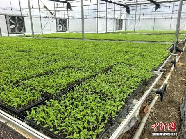 图为智能育苗基地。永安市融媒体中心供图