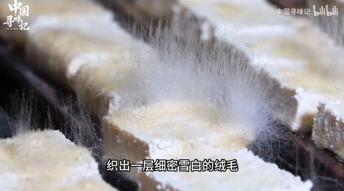 霉豆腐上雪白的绒毛丨中国寻味记