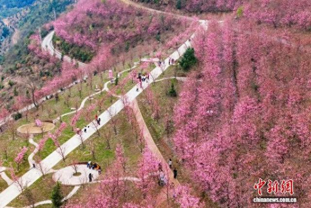 井头圩镇石板铺村红枫谷景区樱花盛开。唐时辉 摄