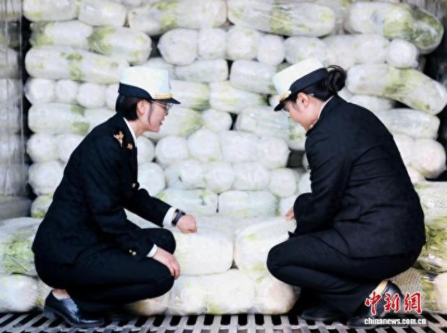 资料图为海关工作人员对出口冷凉蔬菜进行检查。西宁海关 供图