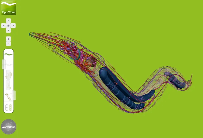 图丨OpenWorm（来源：OpenWorm）