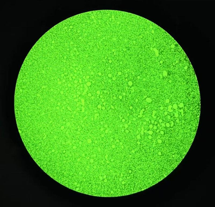 显微镜下的卵巢组织切片。  受访者供图