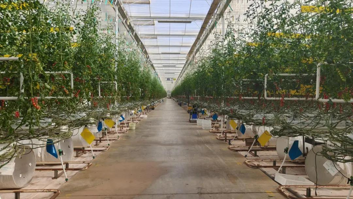 古浪县越海农业现代智能温室