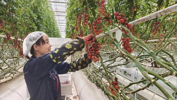 工人采收串番茄