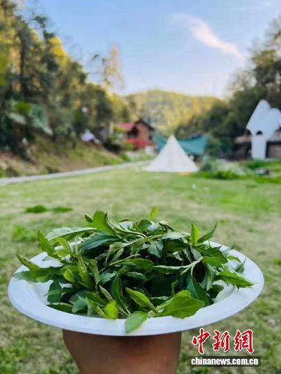 浙江湖州，游客展示自己采摘的马兰头。受访者供图