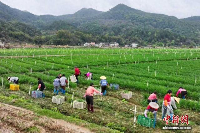 图为村民收割韭菜。杨坚 摄