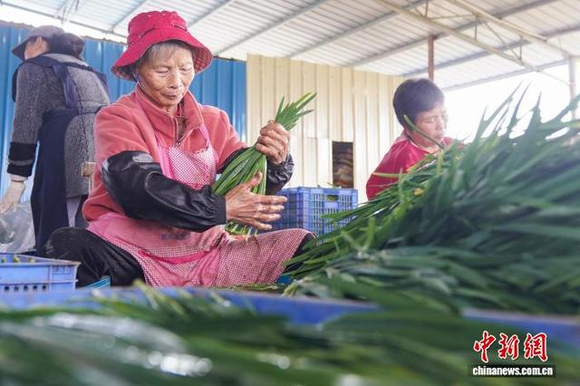 图为村民分拣韭菜。杨坚 摄