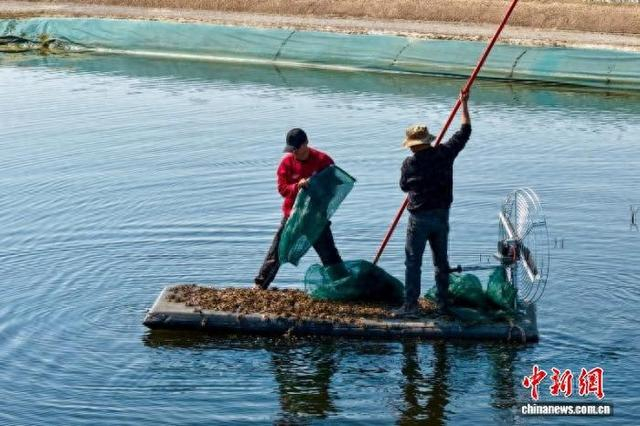 农户投放蟹苗。 秦亚楠 摄