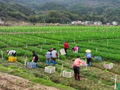 （乡村行·看振兴）广东半埔畲族村：韭菜成乡村振兴“绿色引擎”