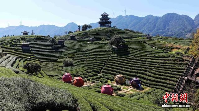 图为当地茶园美景。龚普康 摄