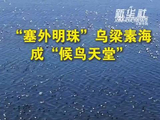 乌梁素海冰雪消融，万千候鸟齐聚栖息