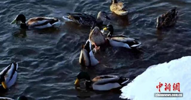 黑龙江东宁绥芬河国家湿地公园迎来今年首批水鸭，归来时间比往年提早了近20天。 东宁市委宣传部供图