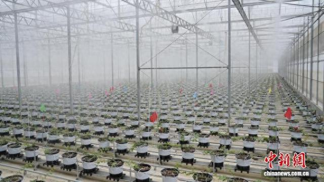 图为蓝莓种植大棚正在浇灌。陆远培 摄