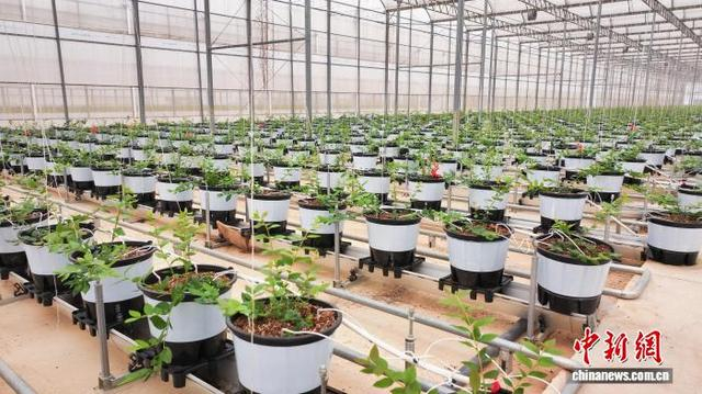 图为大棚里的蓝莓苗长势喜人。陆宏夏 摄