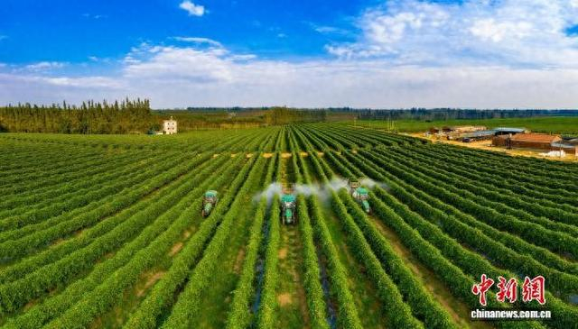 图为多台大型农业机械奔驰于百香果种植基地进行现代化作业。梁祝筐 摄